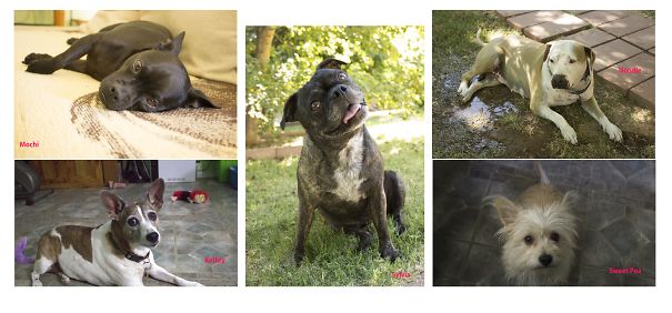 My Kids...and We Have A Bearded Dragon Too. :)