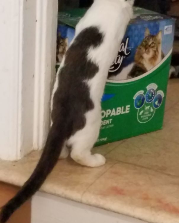 My Newest Cat Oliver Has A Otter On His Back He Is Just 14 Weeks Old Here.