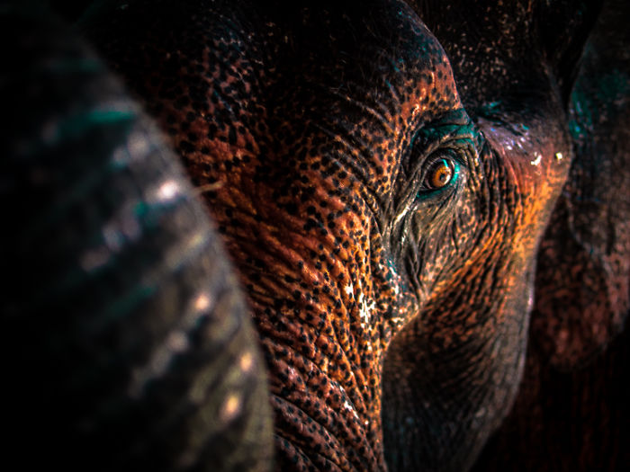 Photography With A Mirrorless Camera