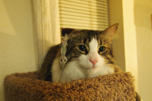 Fluff Isn't Happy With How This Went. (the Gecko Is Still Alive.)