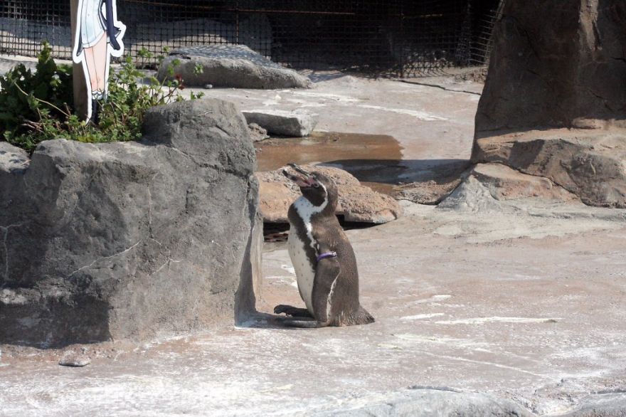 Penguin Abandoned By His Girlfriend Falls In Love With A Cardboard And The Internet Gets Excited