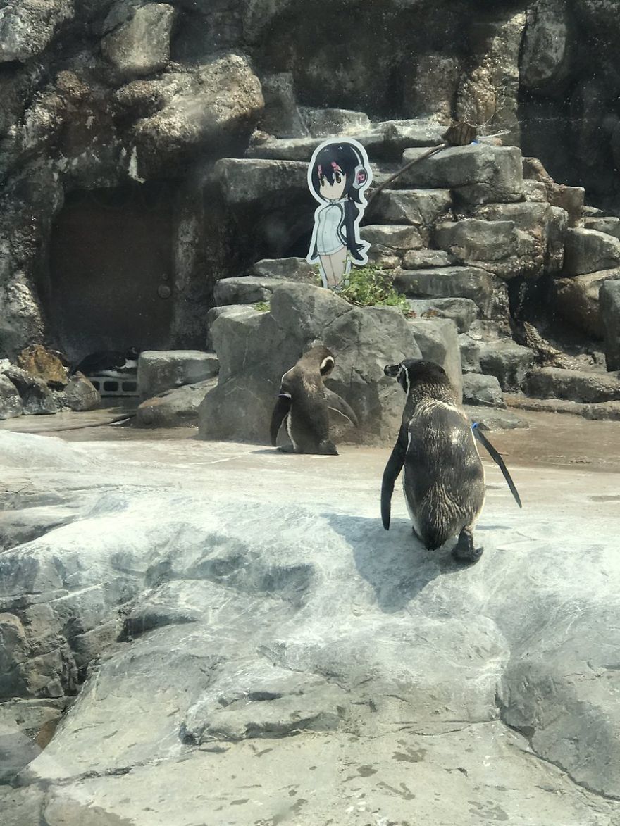 Penguin Abandoned By His Girlfriend Falls In Love With A Cardboard And The Internet Gets Excited Penguin Abandoned By His Girlfriend Falls In Love With A Cardboard And The Internet Gets Excited