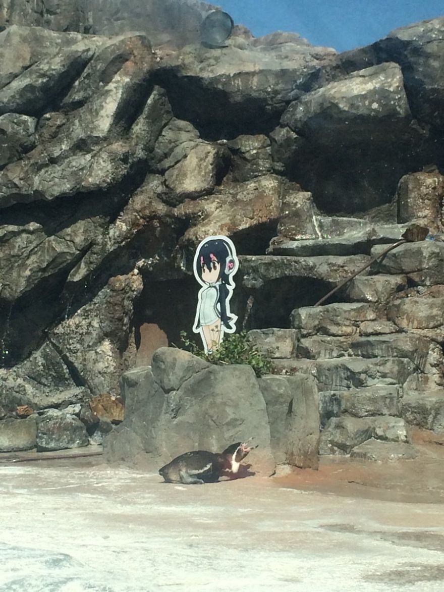 Penguin Abandoned By His Girlfriend Falls In Love With A Cardboard And The Internet Gets Excited