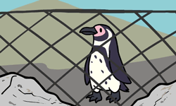 Penguin Abandoned By His Girlfriend Falls In Love With A Cardboard And The Internet Gets Excited
