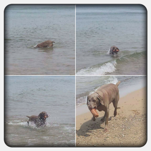 This Is First Mate Sades. She Dives For Treasure. And Always Brings Back... Rocks, The Bigger The Better. In This Case, She Found A Brick. She Was Very Proud Of It.