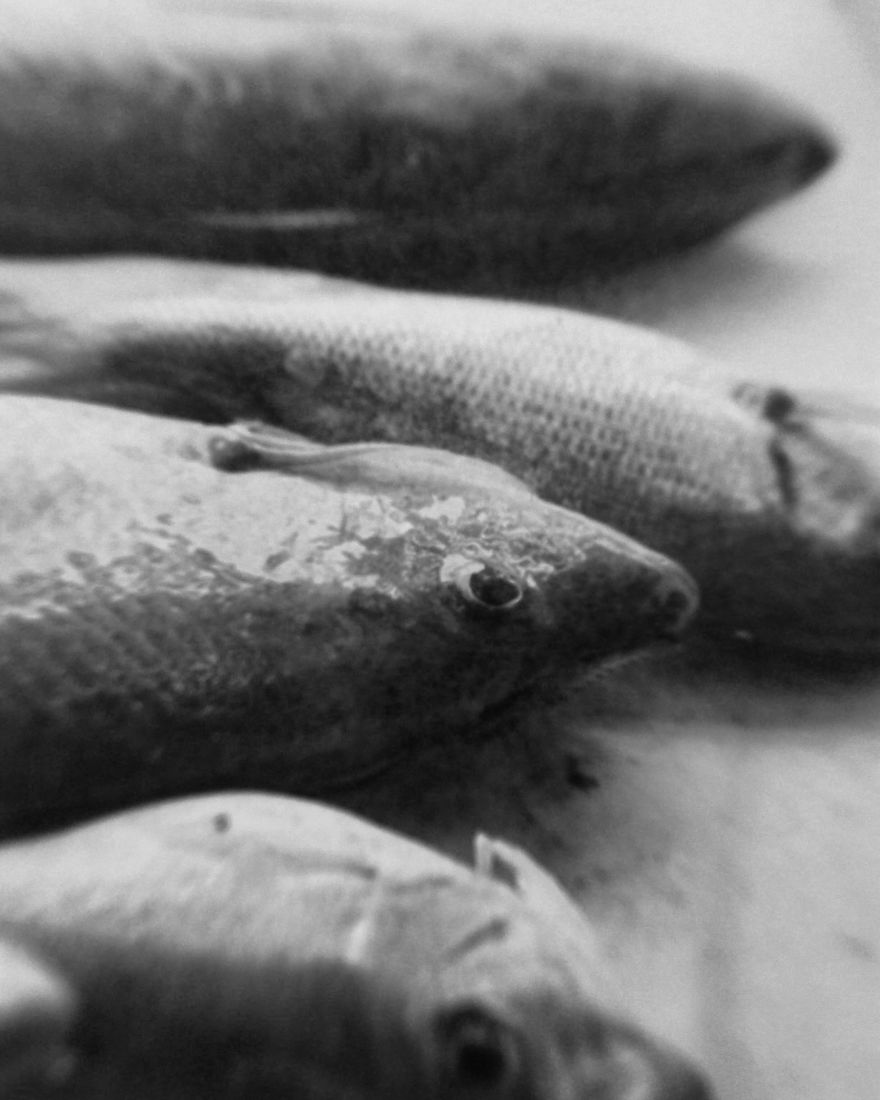 I Took Pictures Of My Negatives With An Iphone And A Clip-On Macro Lens And Got A Pretty Cool Effect I Took Pictures Of My Negatives With An Iphone And A Clip-On Macro Lens And Got A Pretty Cool Effect