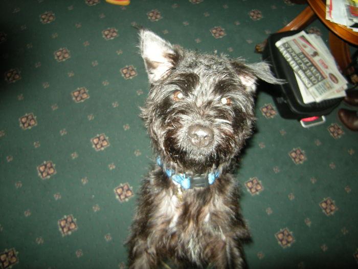 Scruff My Rescue (In So Many Way's) Ten Years Ago , She Is Now Dieing Of Spindle Cell Sarcoma - Realy Going To Miss Her.