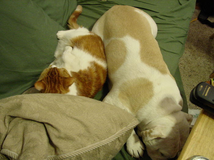 Lucie (bulldog) Snuggling With Notrump The Cat