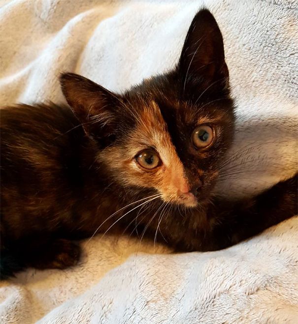 My Two Faced Pinecone