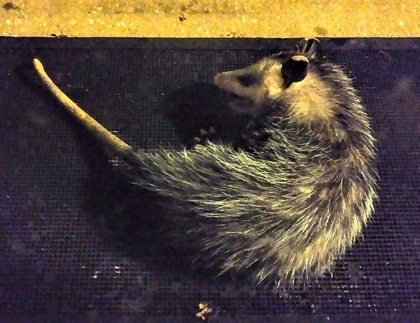 A Little Late-night Present From My Mastiff, Who Wanted To Bring It Inside!