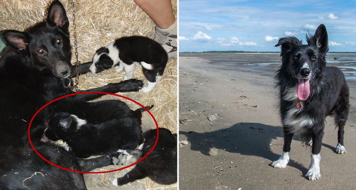 Pr1mo From A Goat Farm In Italy, Now 10 Years Later Living In The Netherlands