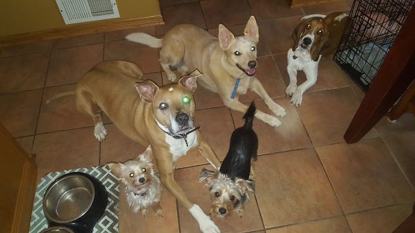 My Sister Is Great... She Took In My Daughters 2 Dogs For 3 Weeks Because She Was Very Busy With Work She Didn't Want To Keep Them Crated All Day Every Day And Night. So She Drove From Kentucky To Just Outside Chicago. They All Get Along Great. Hers Are Riley The Pit Mix, Zen The Bassett Hound And My Sisters Is The Lil' Chorkies Rizzo N Wrigley And Rocko The Red Heeler. Sometimes My Other Sister Comes Over With Her White Shepherd. It's A Blast Watching Them Play