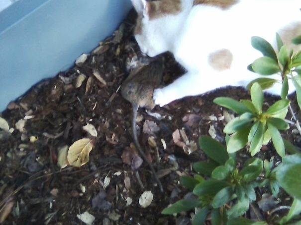 Guess I Should Cancel My Pest Control Service......