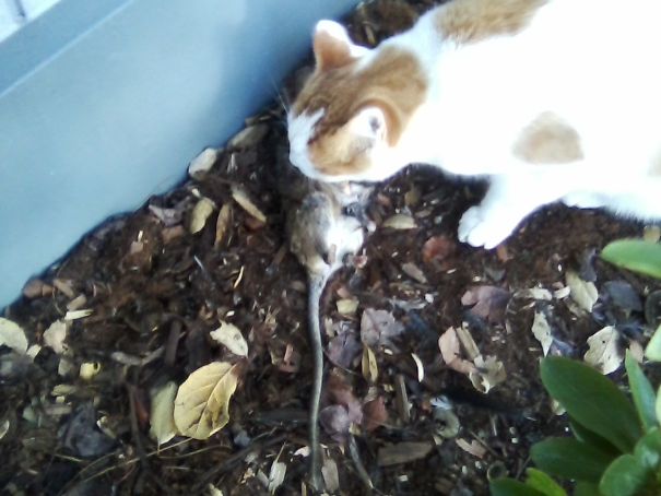 Ruffy Brought Me A Huge Rat!