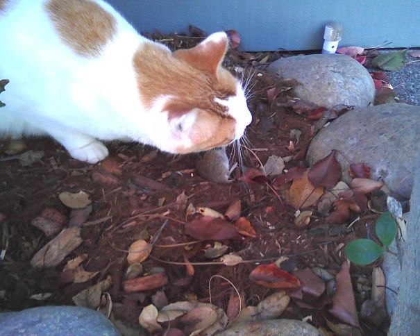 And Then He Brought Me A Mouse......