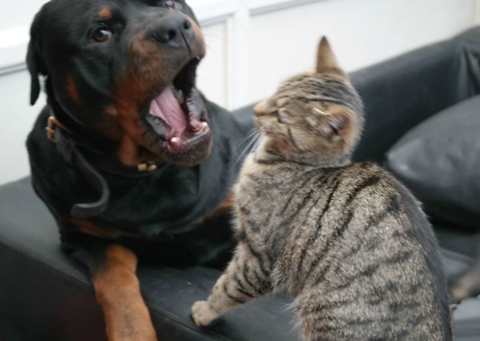 Toby & Cassie Checking His Dental Hygiene