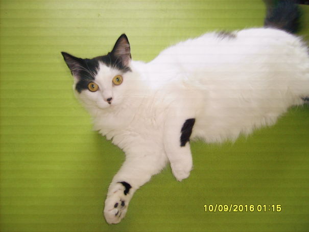 Rosie Has A Black Heart On Her Nose. Also A Black Tail , Butt And Back Legs