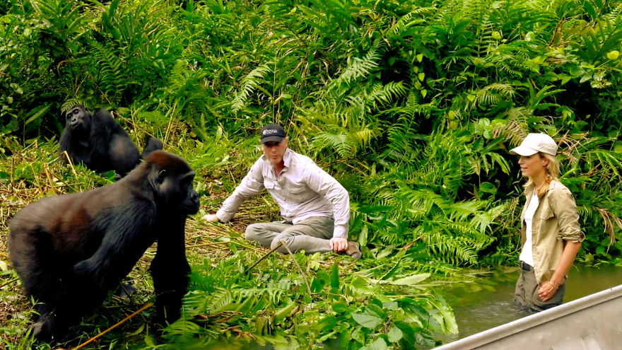 This Man Took His Wife To See Wild Gorillas And What Happened Is Amazing