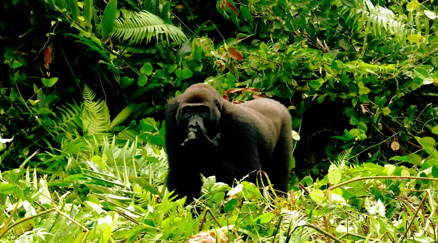 This Man Took His Wife To See Wild Gorillas And What Happened Is Amazing This Man Took His Wife To See Wild Gorillas And What Happened Is Amazing