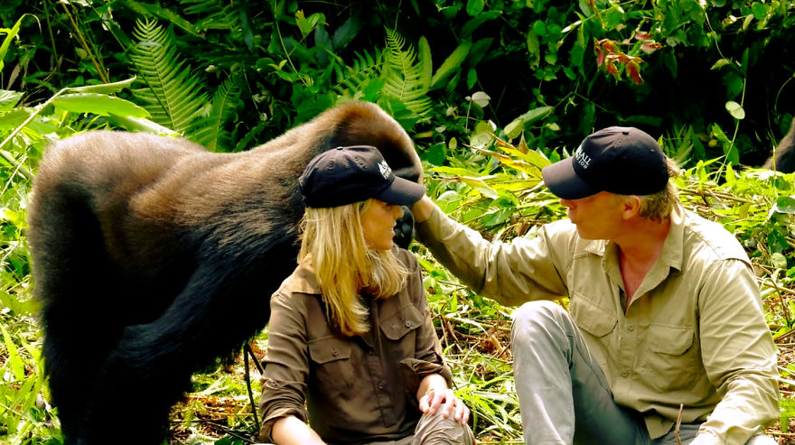 This Man Took His Wife To See Wild Gorillas And What Happened Is Amazing This Man Took His Wife To See Wild Gorillas And What Happened Is Amazing