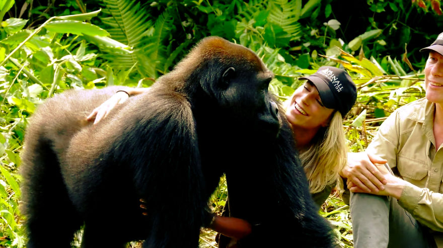 This Man Took His Wife To See Wild Gorillas And What Happened Is Amazing