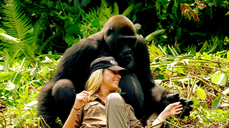 This Man Took His Wife To See Wild Gorillas And What Happened Is Amazing
