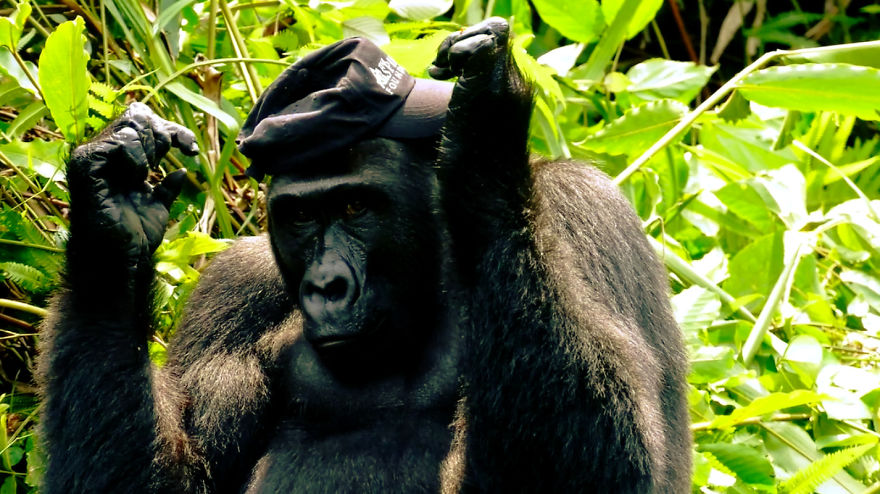 This Man Took His Wife To See Wild Gorillas And What Happened Is Amazing
