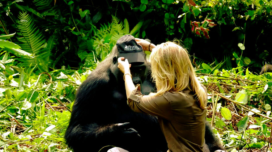 This Man Took His Wife To See Wild Gorillas And What Happened Is Amazing