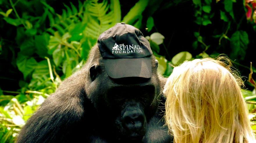 This Man Took His Wife To See Wild Gorillas And What Happened Is Amazing