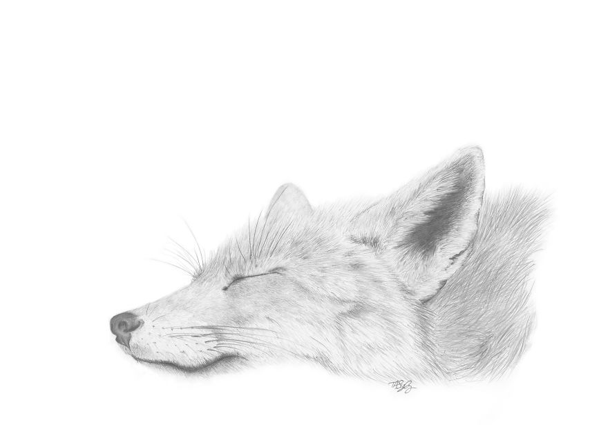 I Draw Animals With A Mechanical Pencil