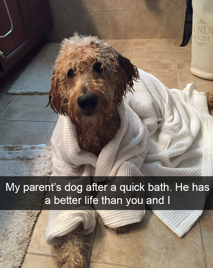 Spoiled-dogs-that-live-better-than-you