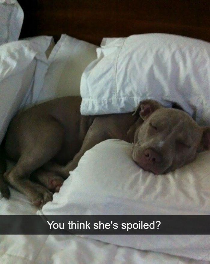 Spoiled-dogs-that-live-better-than-you
