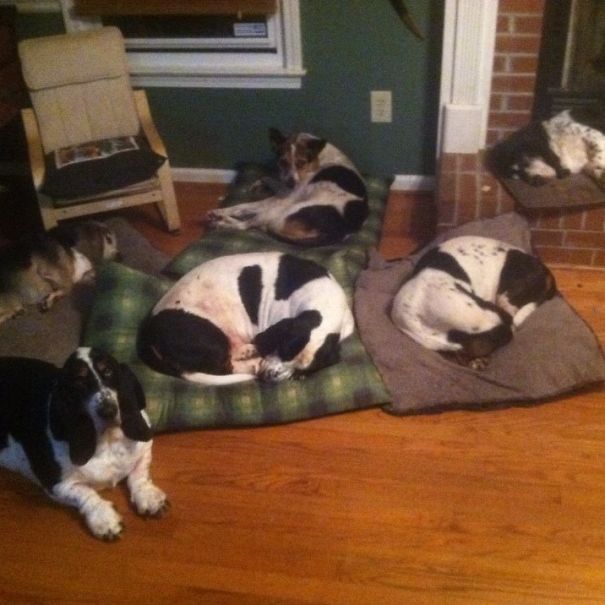 The Hounds Are Chillin' Tonight.