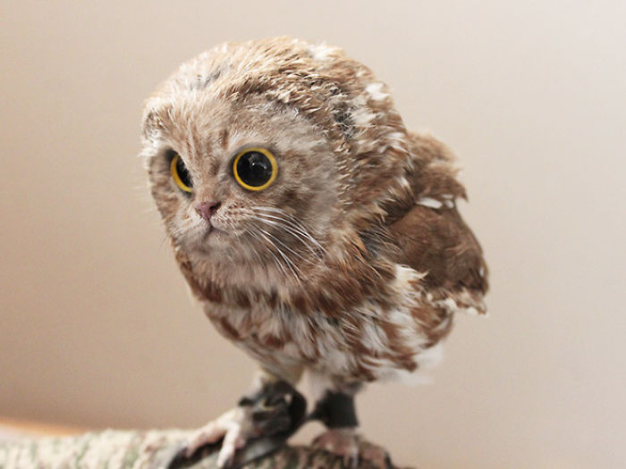 The Internet Has Transformed Felines And Birds Into Hybrid Animals