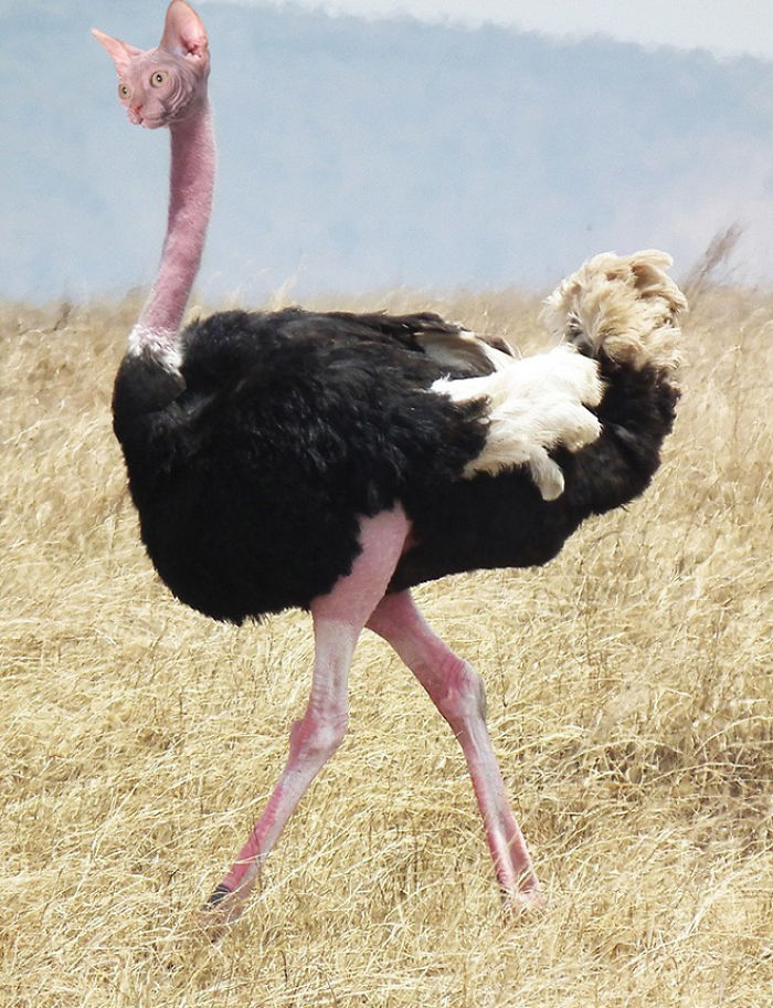 The Internet Has Transformed Felines And Birds Into Hybrid Animals