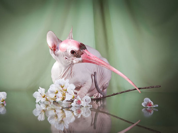 The Internet Has Transformed Felines And Birds Into Hybrid Animals