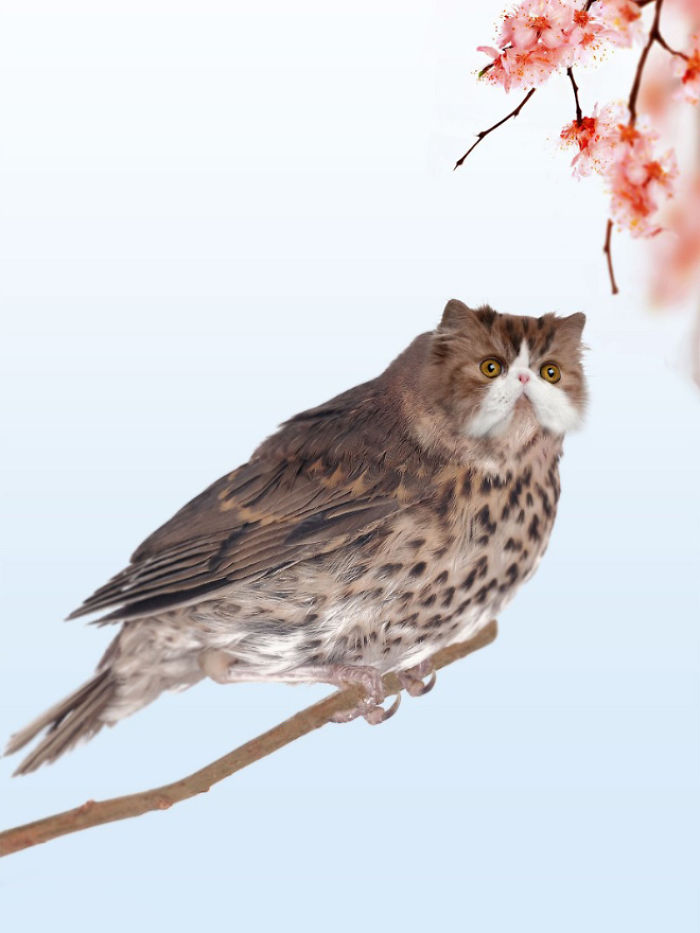 The Internet Has Transformed Felines And Birds Into Hybrid Animals