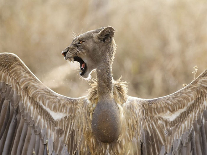 The Internet Has Transformed Felines And Birds Into Hybrid Animals