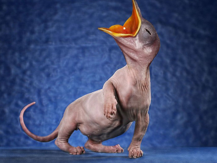 The Internet Has Transformed Felines And Birds Into Hybrid Animals