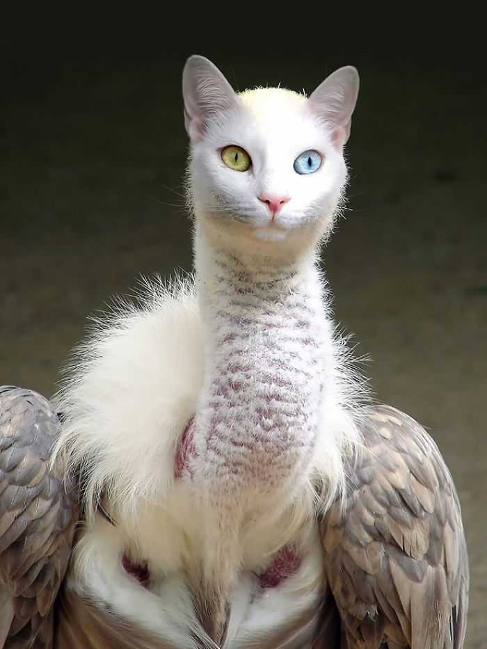 The Internet Has Transformed Felines And Birds Into Hybrid Animals
