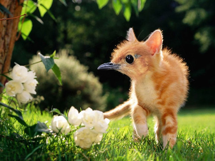 The Internet Has Transformed Felines And Birds Into Hybrid Animals
