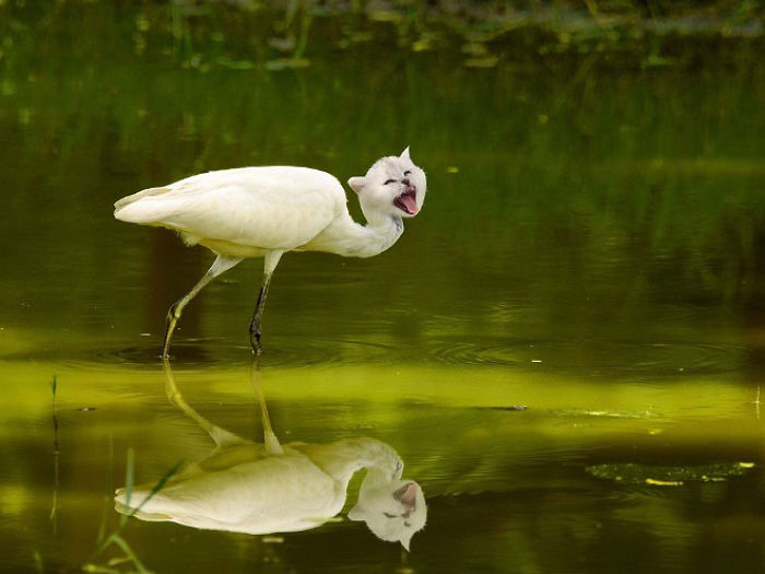 The Internet Has Transformed Felines And Birds Into Hybrid Animals