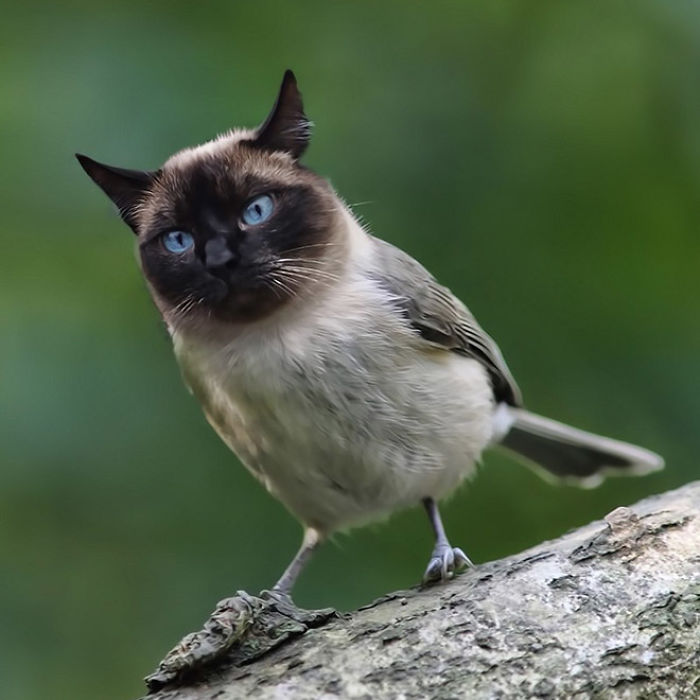The Internet Has Transformed Felines And Birds Into Hybrid Animals