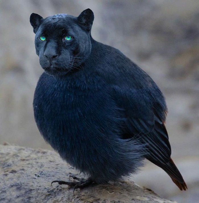 The Internet Has Transformed Felines And Birds Into Hybrid Animals