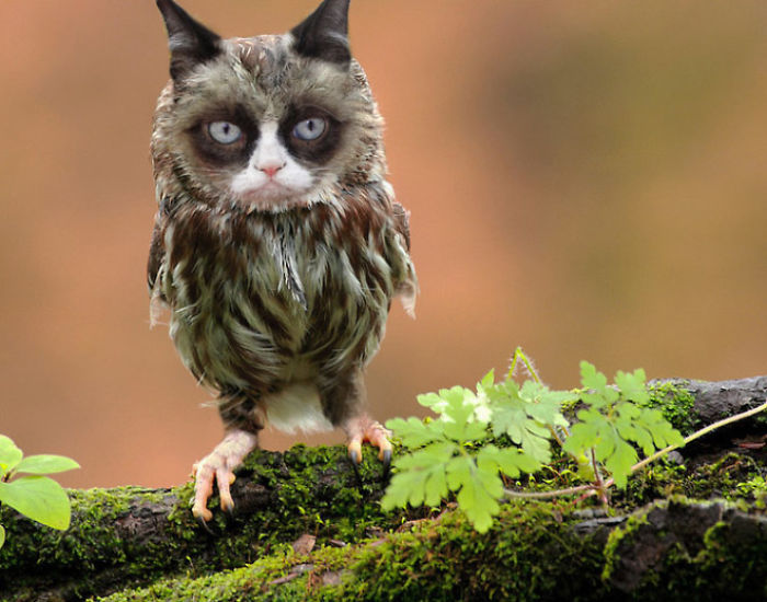 The Internet Has Transformed Felines And Birds Into Hybrid Animals