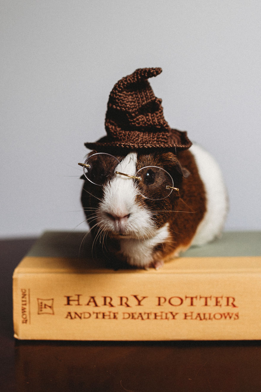 There's A Witch In The Family: I Made A Harry Potter-Themed Photo Shoot With My Guinea Pig There's A Witch In The Family: I Made A Harry Potter-Themed Photo Shoot With My Guinea Pig