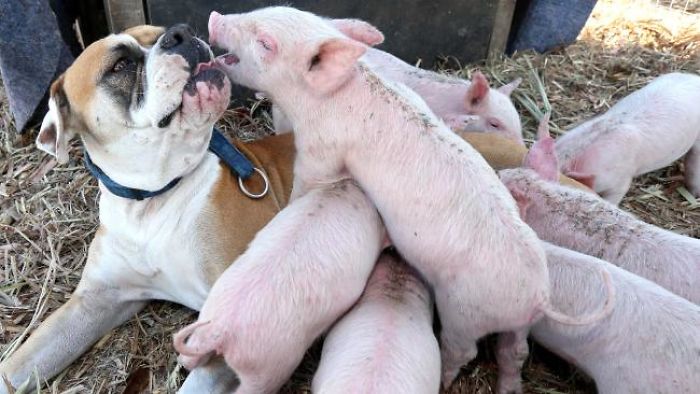 Former Stray Dog Adopts 8 Tiny Pigs And That's The Sweetest Thing You'll See Today Former Stray Dog Adopts 8 Tiny Pigs And That's The Sweetest Thing You'll See Today
