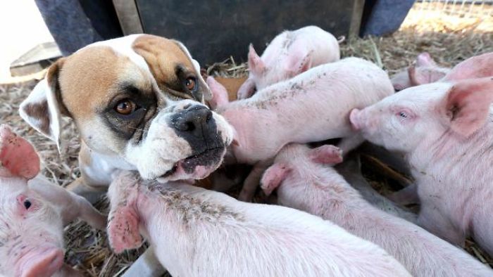 Former Stray Dog Adopts 8 Tiny Pigs And That's The Sweetest Thing You'll See Today Former Stray Dog Adopts 8 Tiny Pigs And That's The Sweetest Thing You'll See Today
