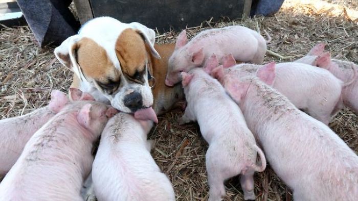 Former Stray Dog Adopts 8 Tiny Pigs And That's The Sweetest Thing You'll See Today