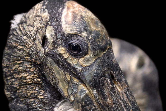 Through The Lens Of An Alabama Wildlife Photographer